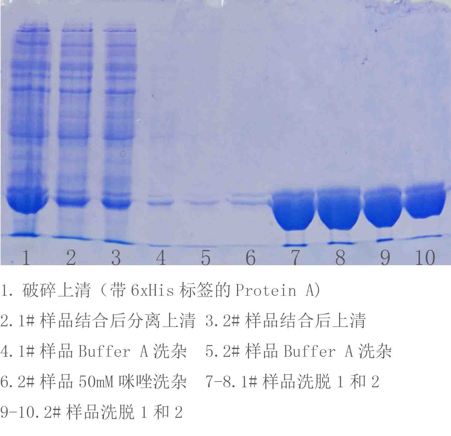 His-tag 蛋白純化磁珠 Ni純化磁珠